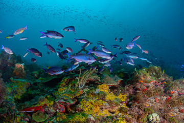Schools of Creole Wrasse in the beautiful coral and blue waters of the Caribbean off the island of Grenada. - obrazy, fototapety, plakaty