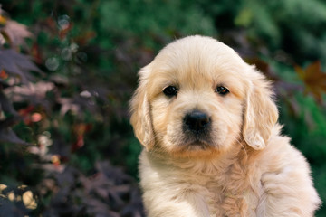 A portrait of a cute one month Golden Retriever puppy in the garden.