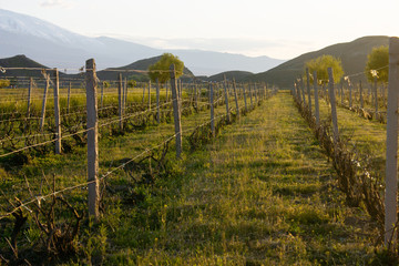 ripe grapes growing in vineyard