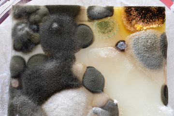 A macro view of mold and bacteria cultures grown in an agar dish inside a scientific research...