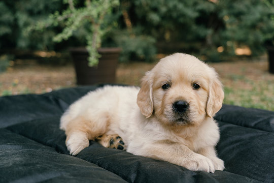 Golden Retriever puppy portrait laying in bed in the garden
