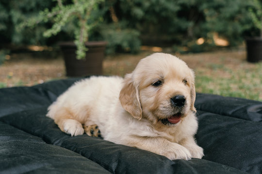 Golden Retriever puppy portrait laying in bed in the garden