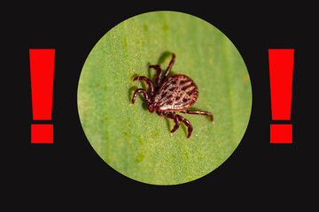 A dangerous parasite and infection carrier mite