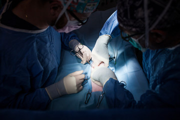 surgery room of the veterinary clinic