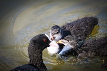 mum and baby ducks in water