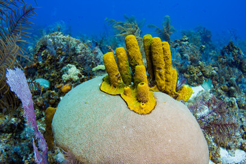 Yellow tube sponges make a home on the large skeletal remains of a brain coral in the crystal clear waters of the Turks and Caicos Islands in the Caribbean. 