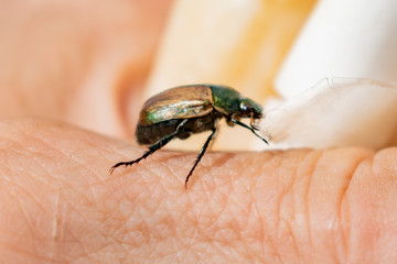 Insect beetle crawling on the hand of man