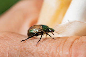 Insect beetle crawling on the hand of man