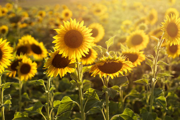 Sunflower field at sunset. Sunflower natural background. Sunflower blooming. Close-up of sunflower. 