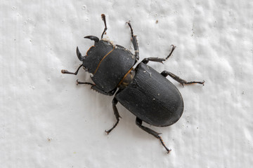 Stag Beetle (Lucanus cervus)