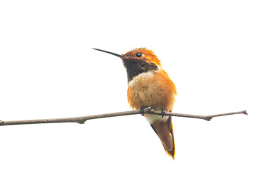 Fototapeta premium Hummingbird