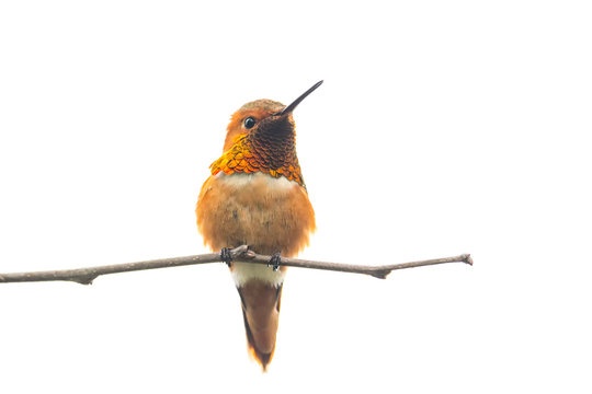 Hummingbird - Powered by Adobe