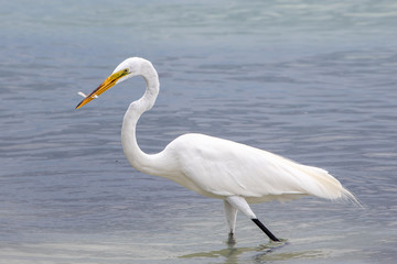 Fototapeta na wymiar Egret