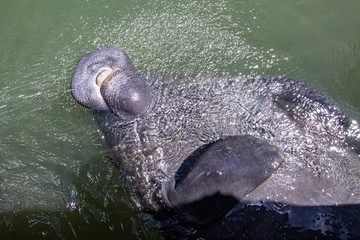 manatee floating on back