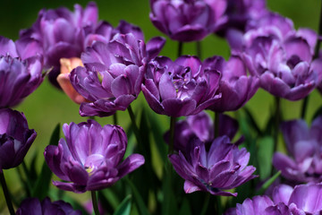 Obraz na płótnie Canvas beautiful purple tulips on a lawn