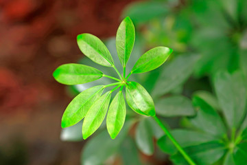 Schefflera in the park.