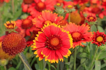 Red flowers in a park