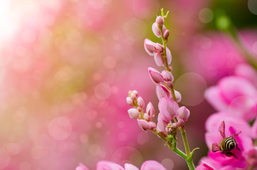 Pink background with the Bokeh and pink flowers on the front.