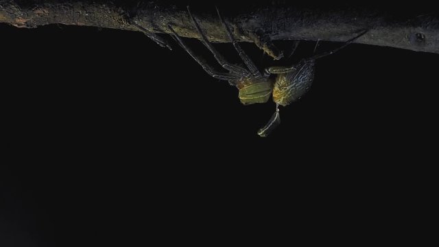 Fishing spider molting skin 1196 6