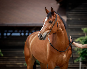 Handsome bay stallion poses for photo