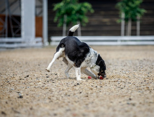 Black and white dog running and playing