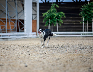 Black and white dog running and playing