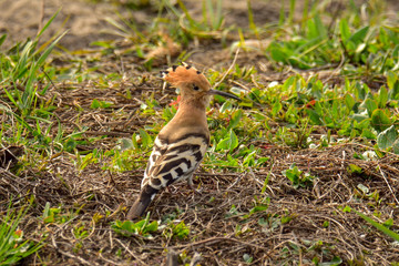 Hoopoe (Upupa epops) sitting on ground