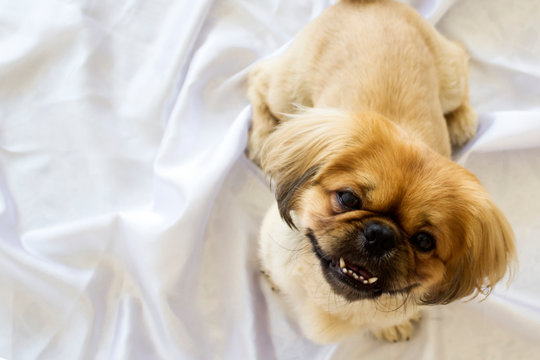 Pekingese dog looking at camera on indoors