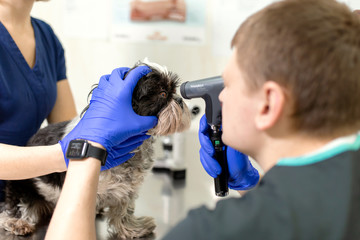 professional vet doctor examining pet dog eyes