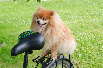 The dog on a bicycle. Pomeranian spitz stuck out his tongue. puppy posing, looking at the camera.