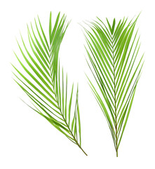 Set of green tropical leaves on white background