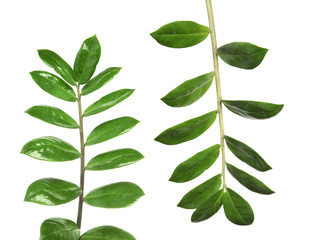 Set of green tropical leaves on white background