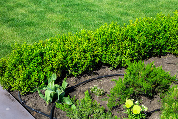 flowerbed with a green plant growing in the ground with drip irrigation, close up plantations with leafy bushes of boxwood against a green lawn.