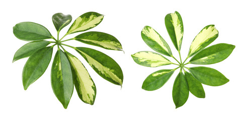 Set of green tropical leaves on white background