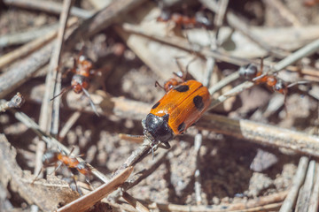 funny group of ants attacks a ladybug close-up portrait of their working day life and relationships in a team on a bright sunny day. soft focus and copy space