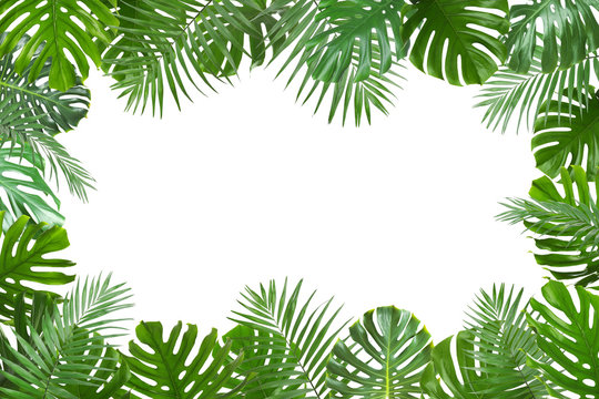 Frame made of fresh green tropical leaves on white background. Space for design
