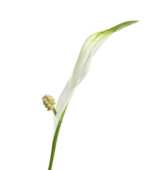 Fototapeta na wymiar Beautiful peace lily plant on white background