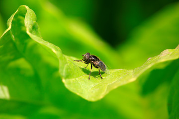 Aphid flies on green leaves