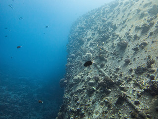 New corals colony on wreck of boat Cedar Pride in Aqaba, Jordan, Red Sea