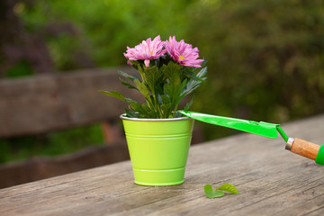 Close up of gardening flower in the pot and tools on the aged wooden table. Village concept. Summer Still life outdoor. Textured background. Composition. Copy space...