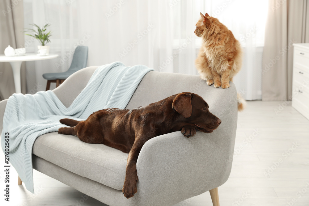 Poster Cat and dog together on sofa indoors. Fluffy friends