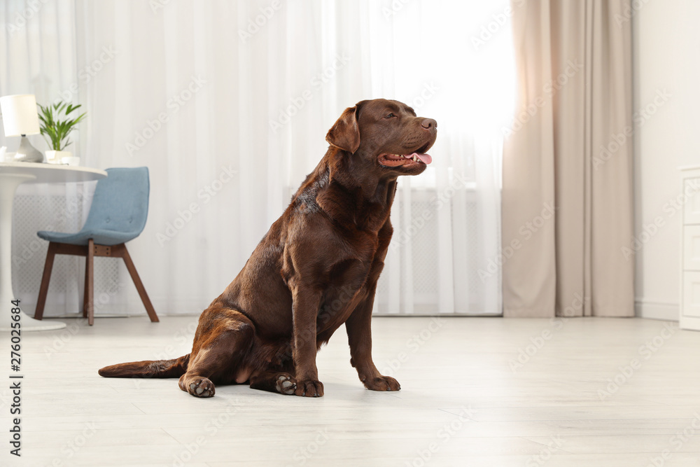 Wall mural cute friendly dog sitting on floor in room