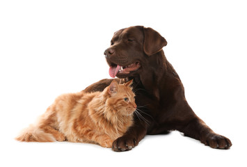 Cat and dog together isolated on white. Fluffy friends