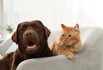 Cat and dog together on sofa indoors. Fluffy friends