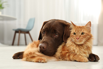 Cat and dog together looking at camera on floor indoors. Fluffy friends