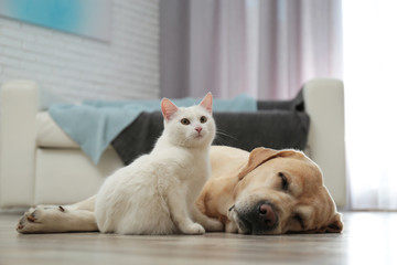 Adorable dog and cat together on floor indoors. Friends forever