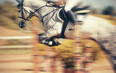 The gray horse overcomes an obstacle.Show jumping