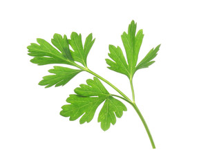 Leaves of fresh tasty parsley on white background, top view