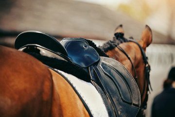 Saddle with stirrups on a back of a horse