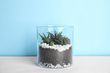 Glass florarium with different succulents on color background